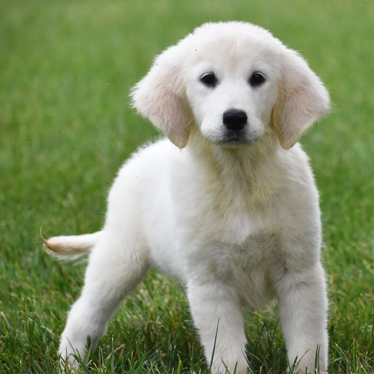 female Golden Retriever Puppy