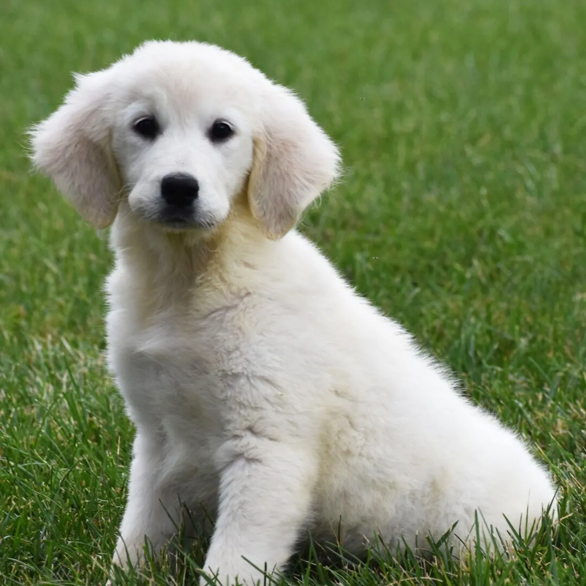 female Golden Retriever Puppy