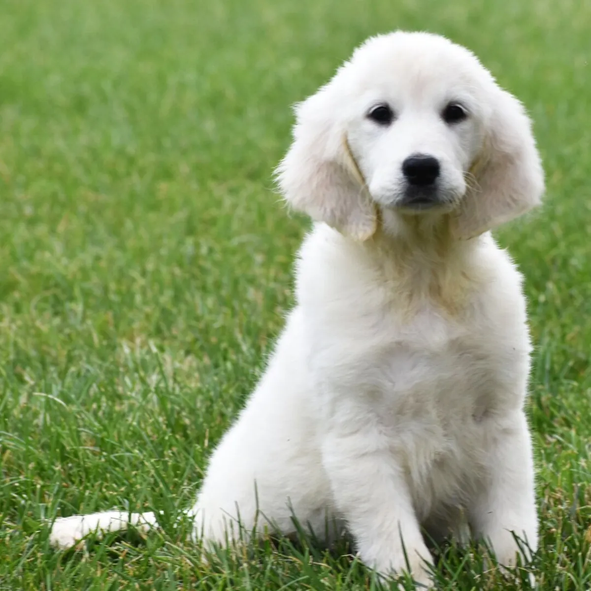 female Golden Retriever Puppy