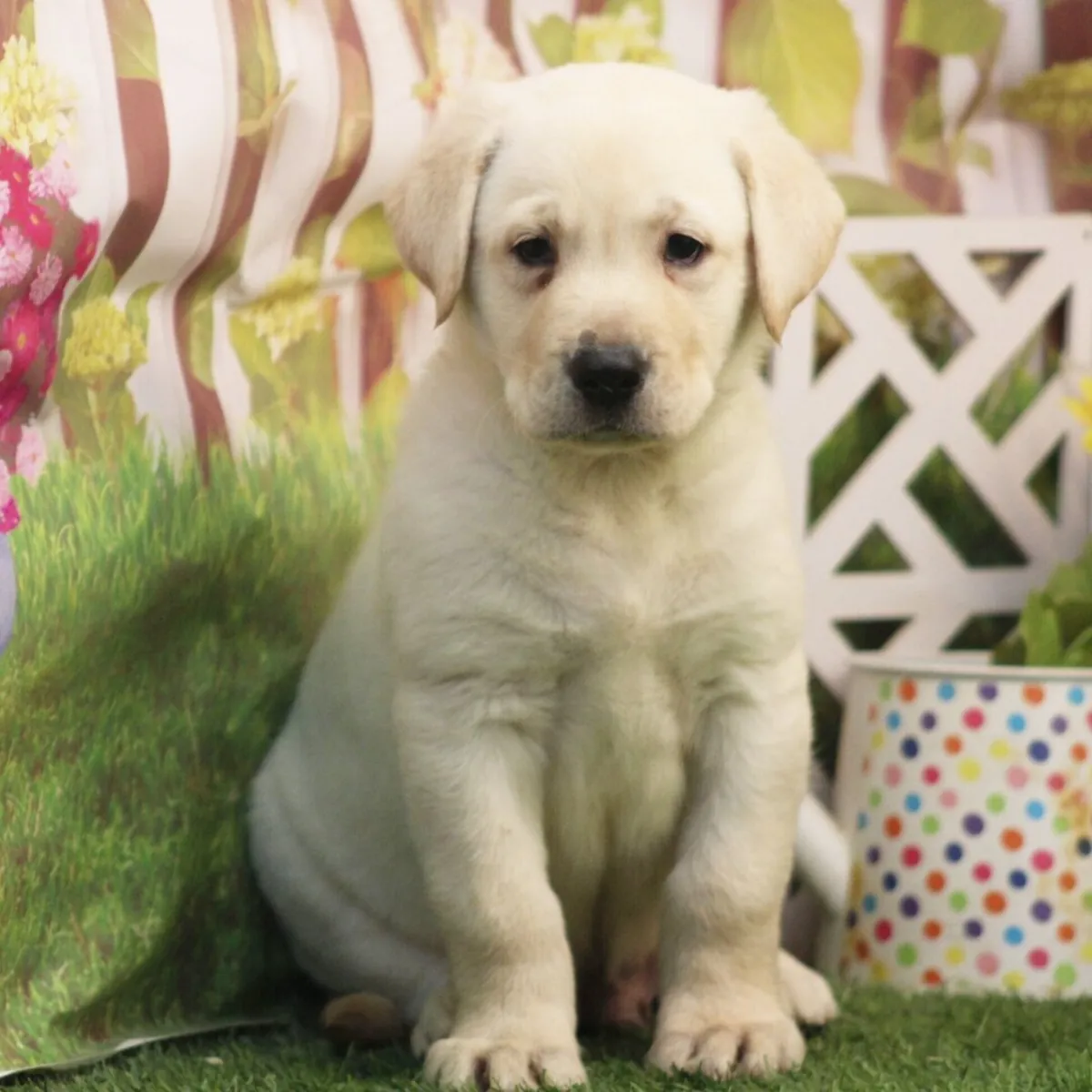 Labrador Retriever Yavru
