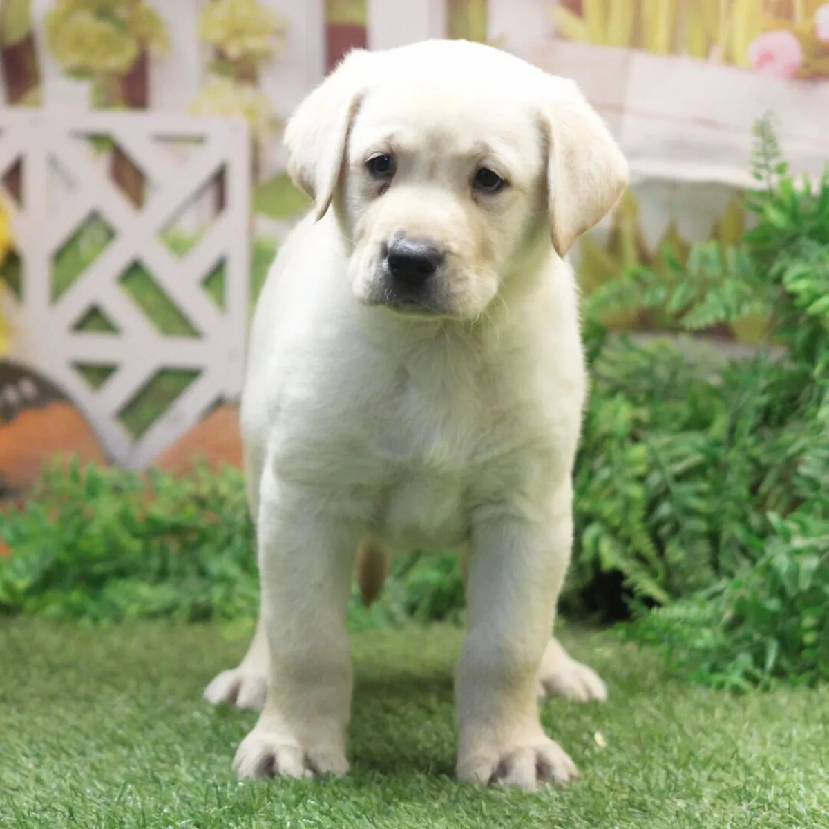 Labrador Retriever Yavru