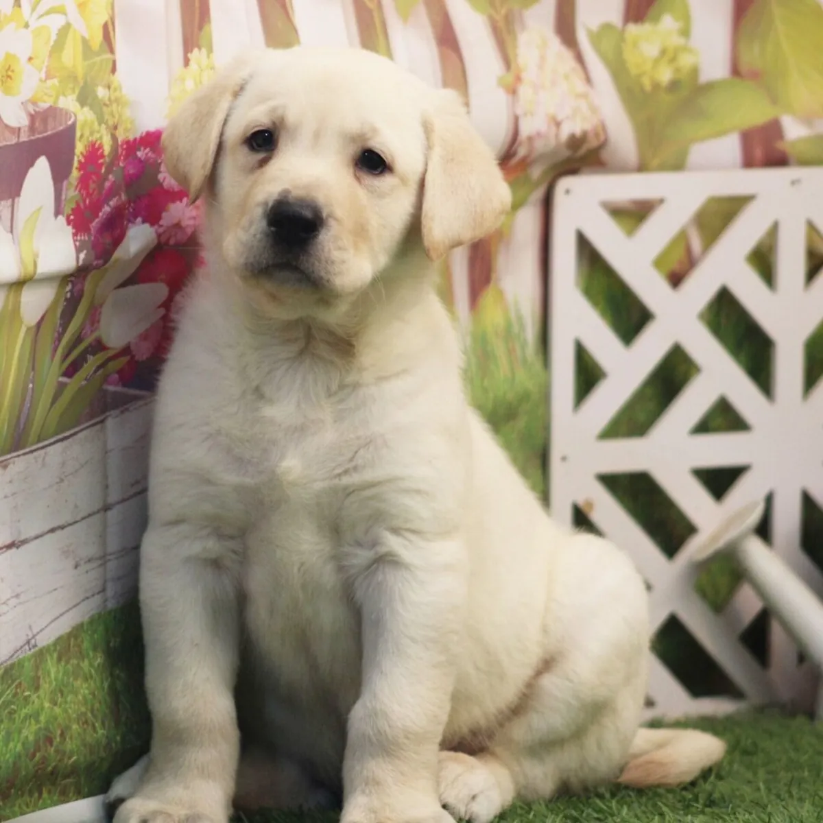 Labrador Retriever Yavru
