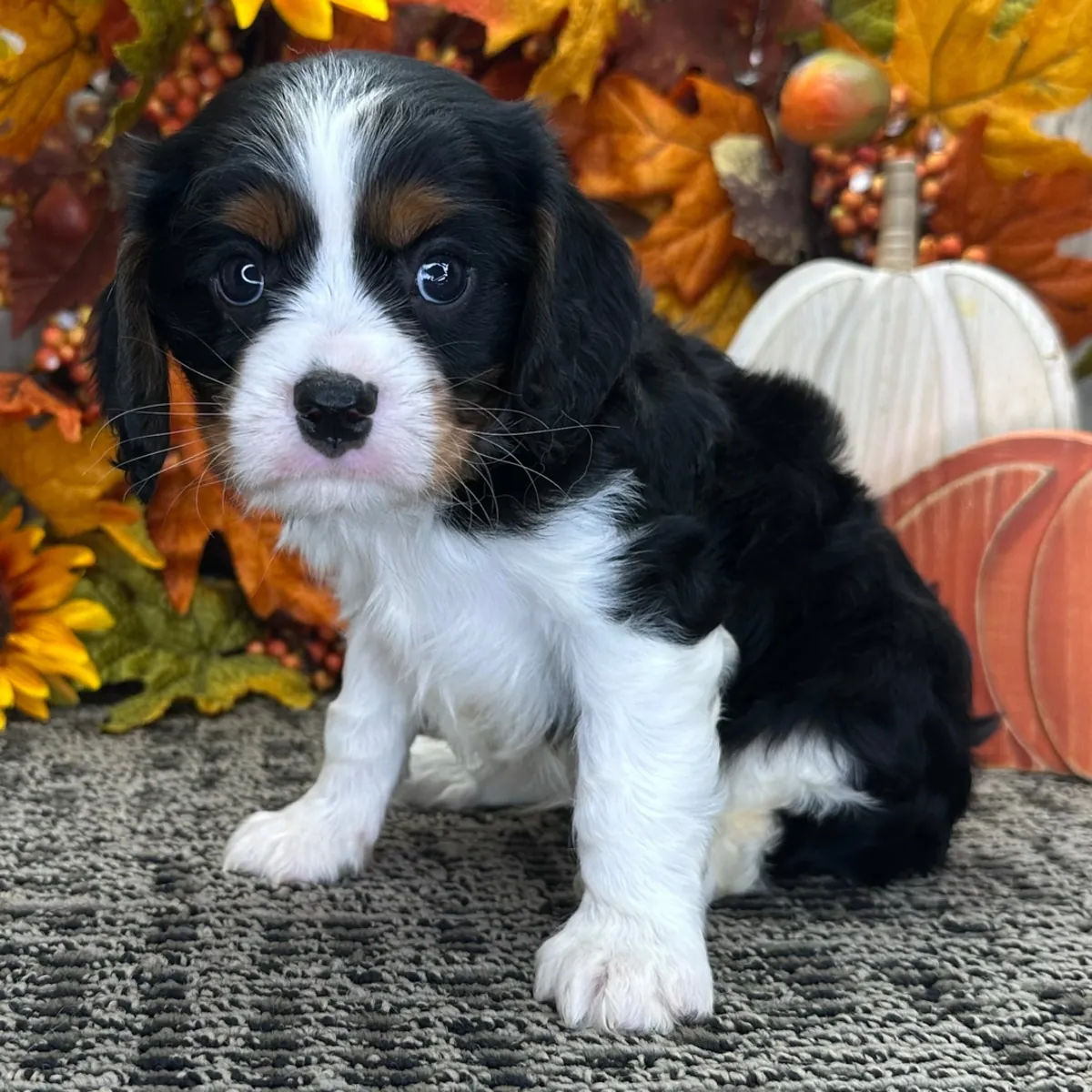 male Cavalier King Charles Spaniel Puppy