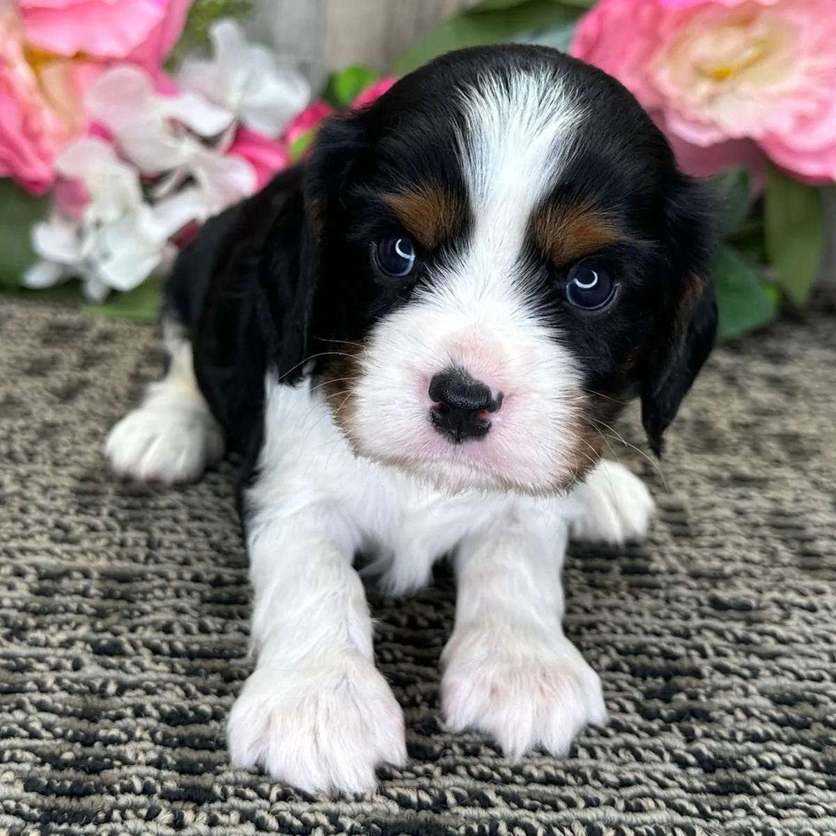 male Cavalier King Charles Spaniel Puppy