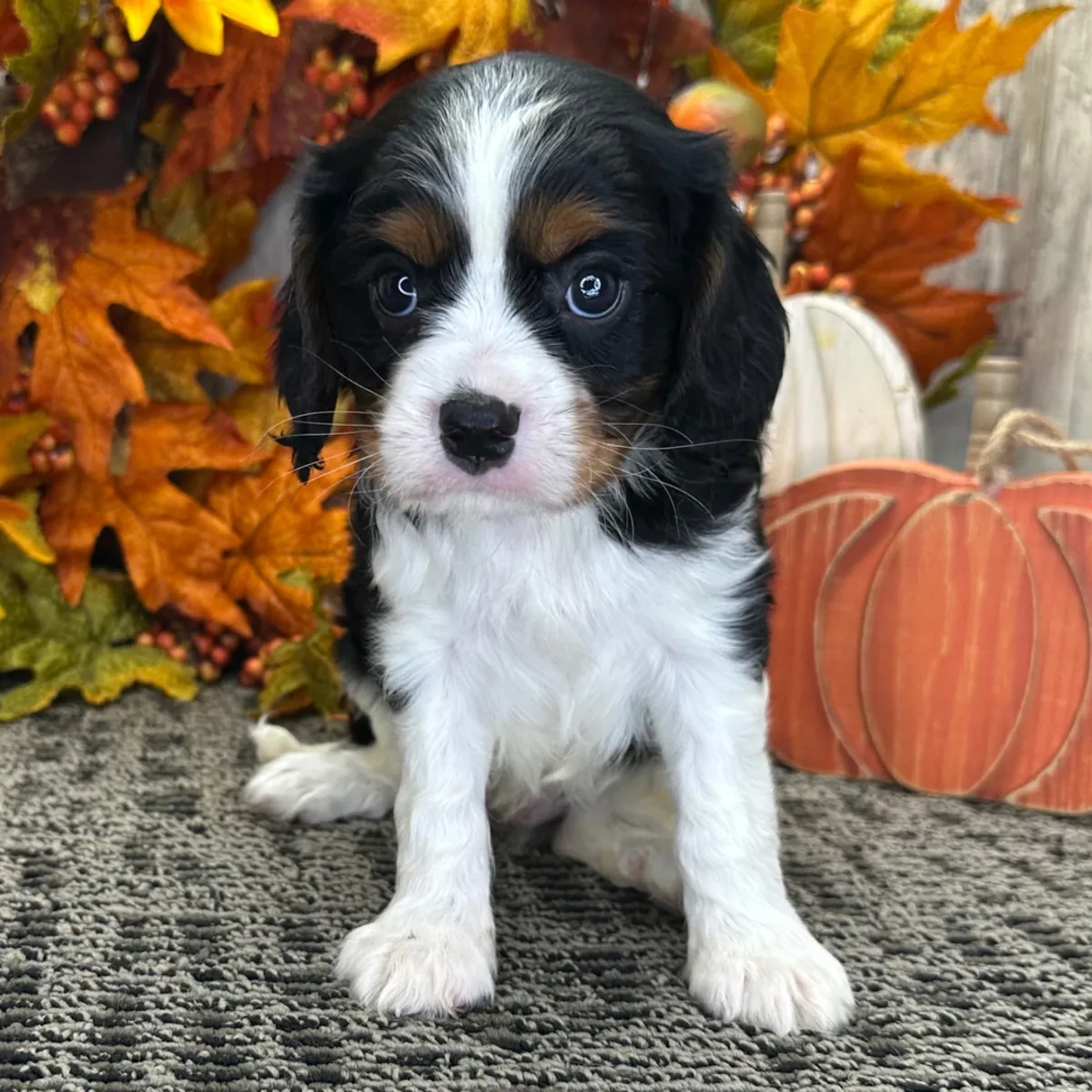 male Cavalier King Charles Spaniel Puppy