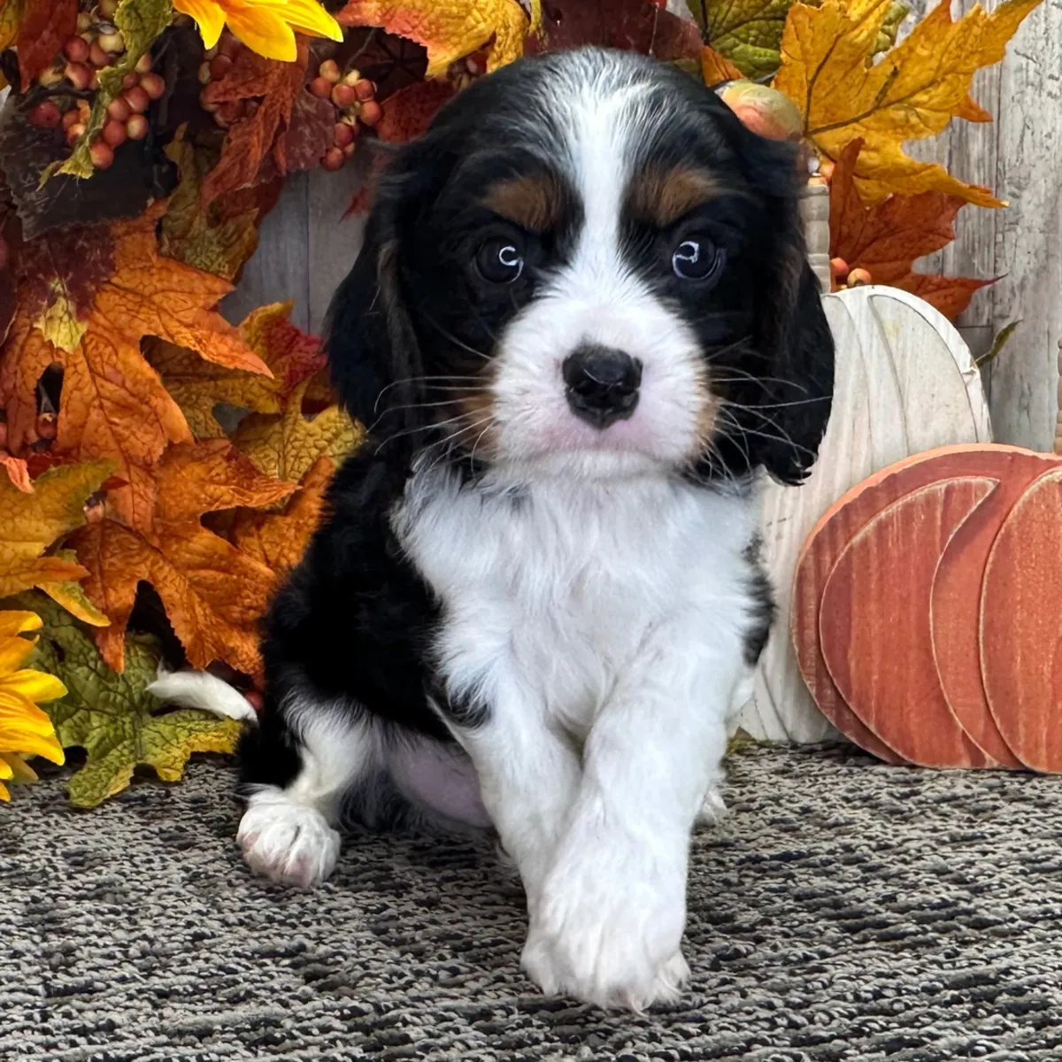 male Cavalier King Charles Spaniel Puppy