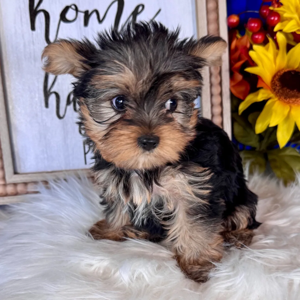 Yorkshire Terrier Yavruları