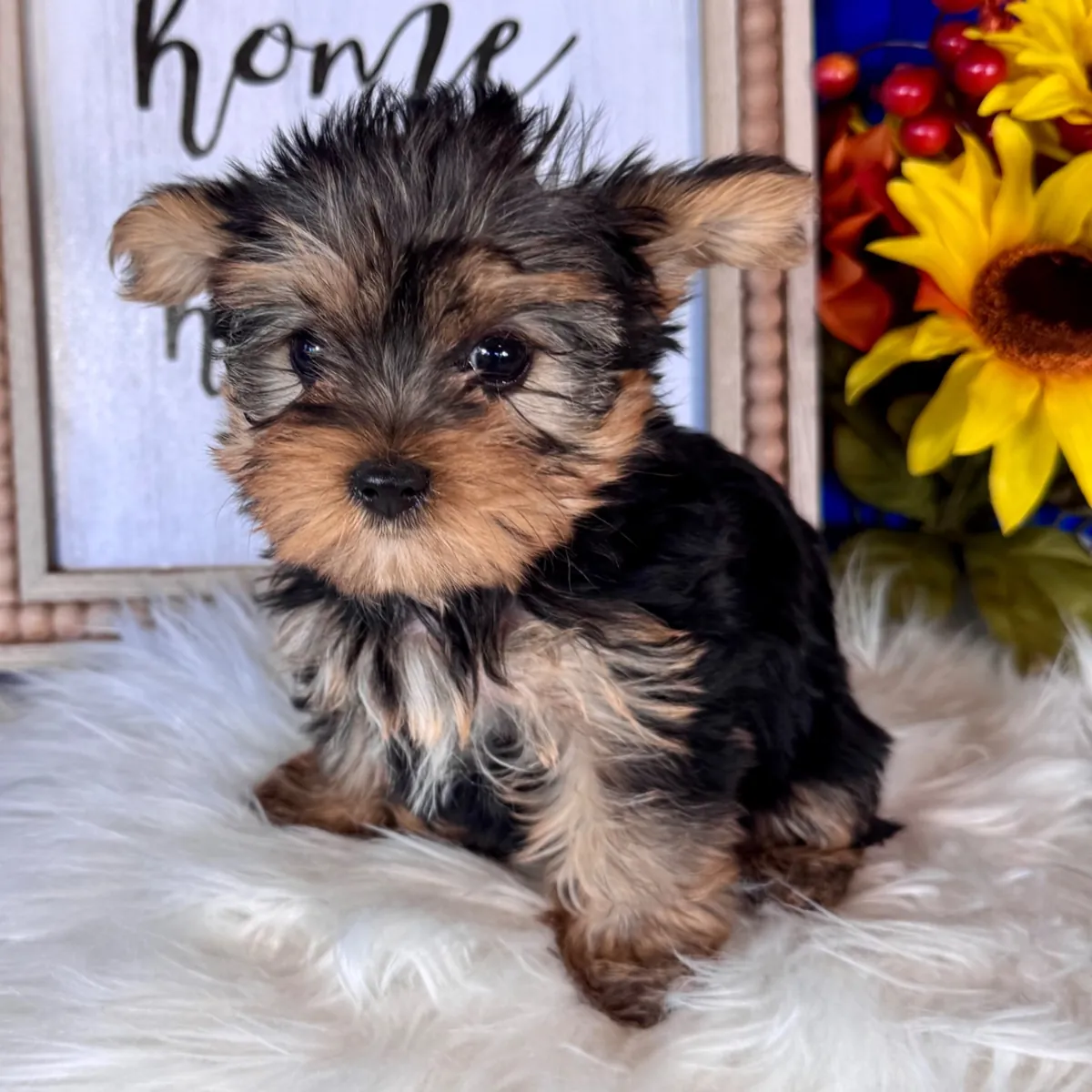 Yorkshire Terrier Yavruları