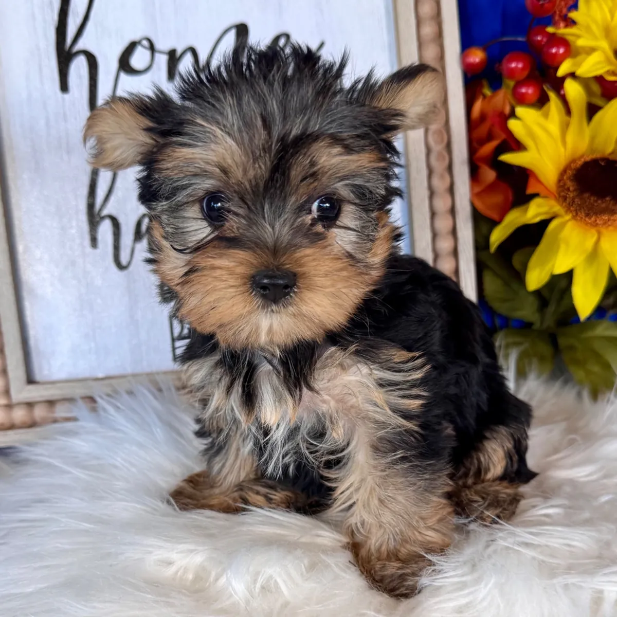 Yorkshire Terrier Yavruları