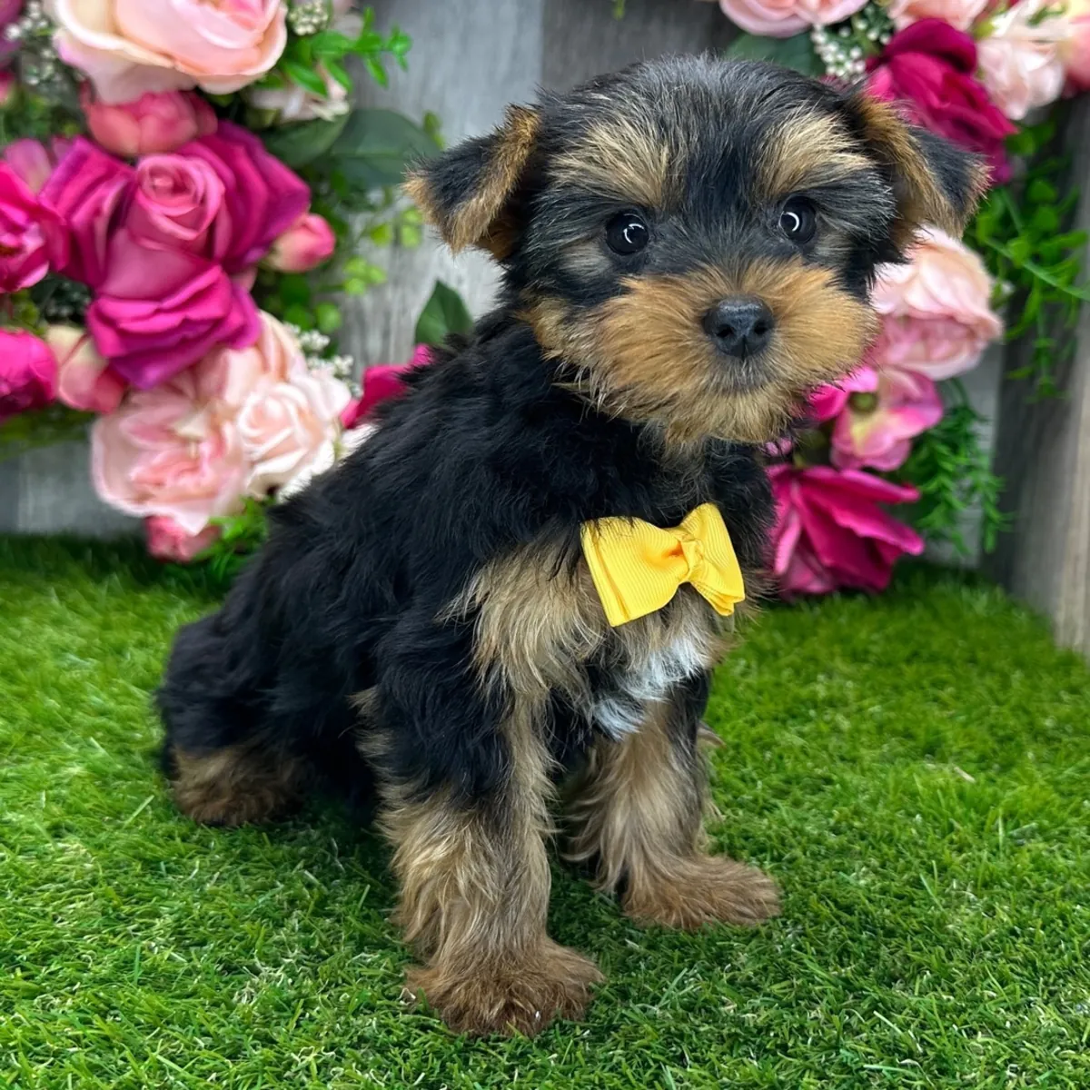 Yorkshire Terrier