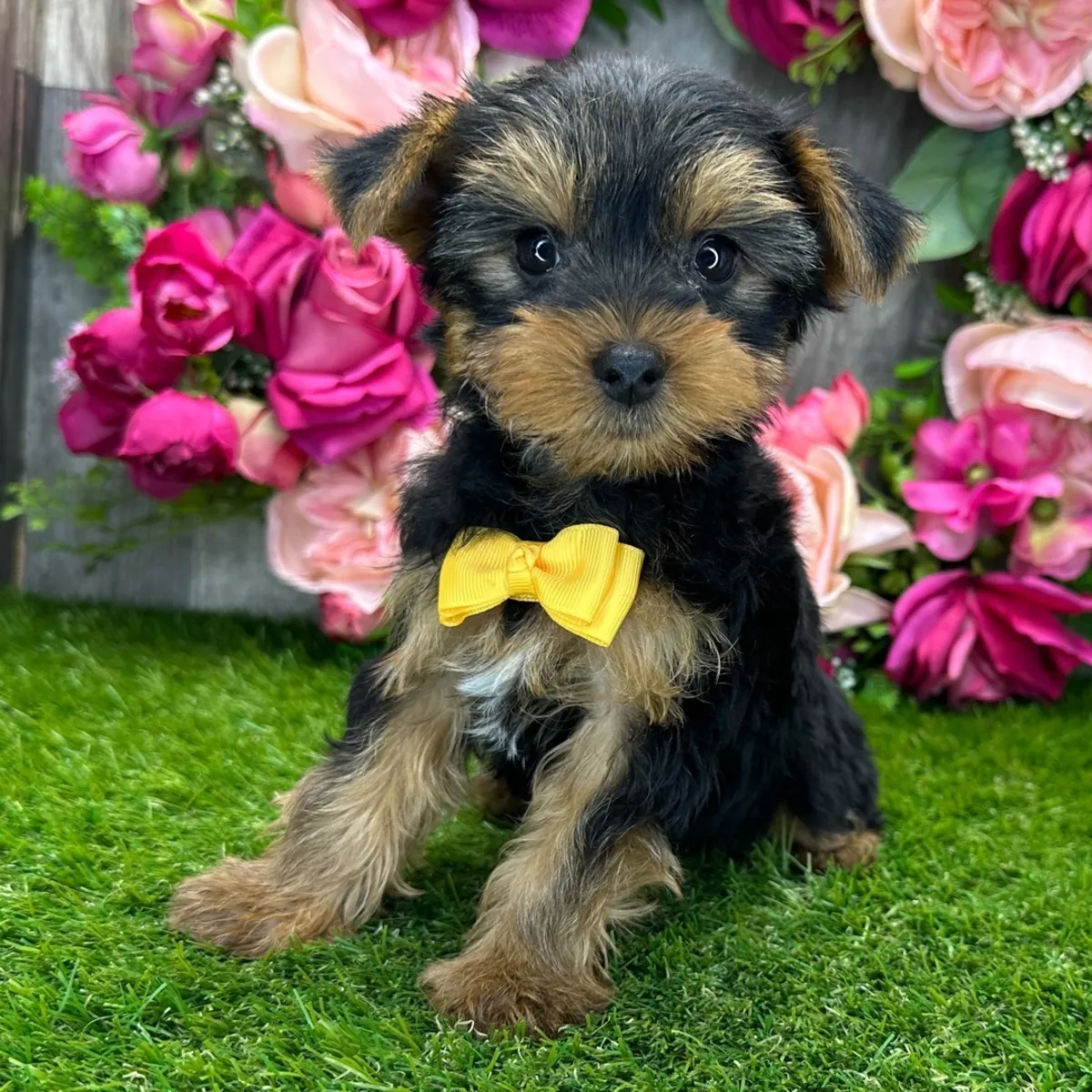 Yorkshire Terrier