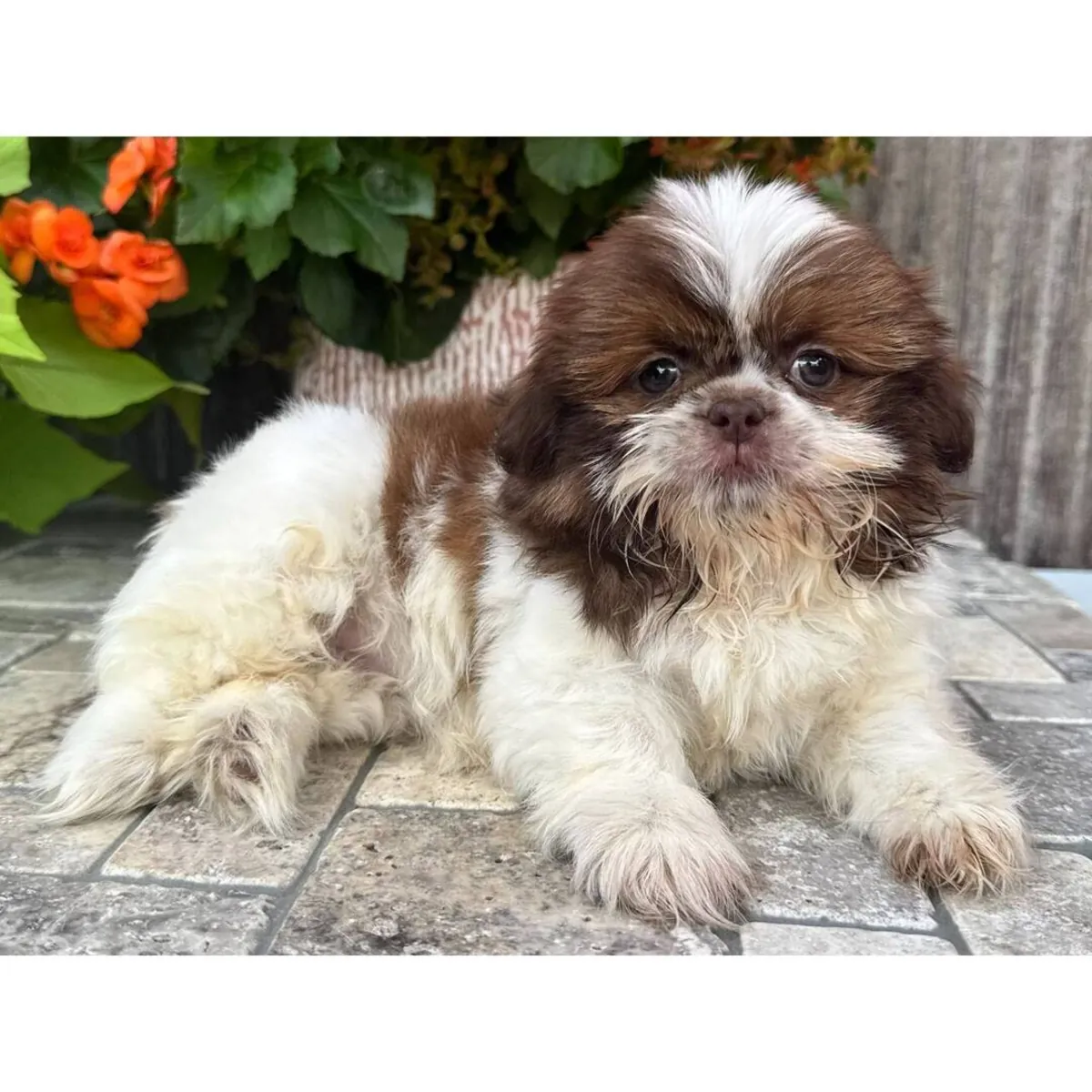 Shih Tzu Yavru