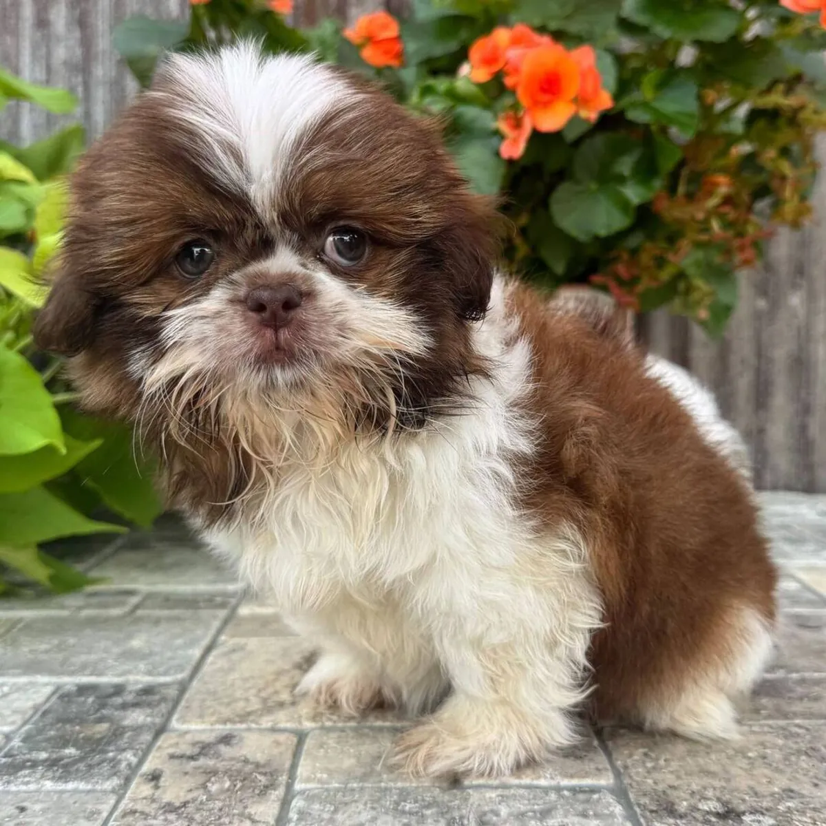 Shih Tzu Yavru