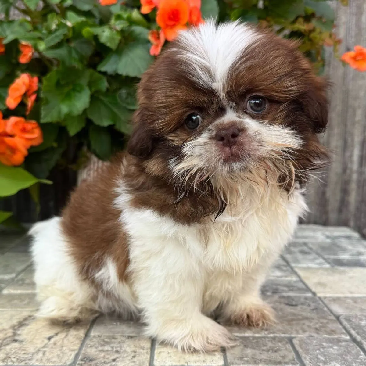 Shih Tzu Yavru