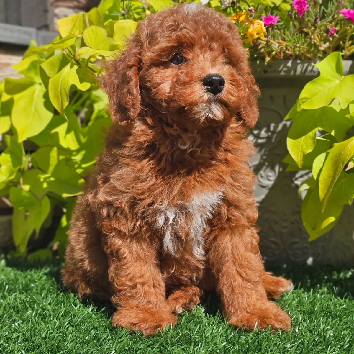 Poodle Yavru
