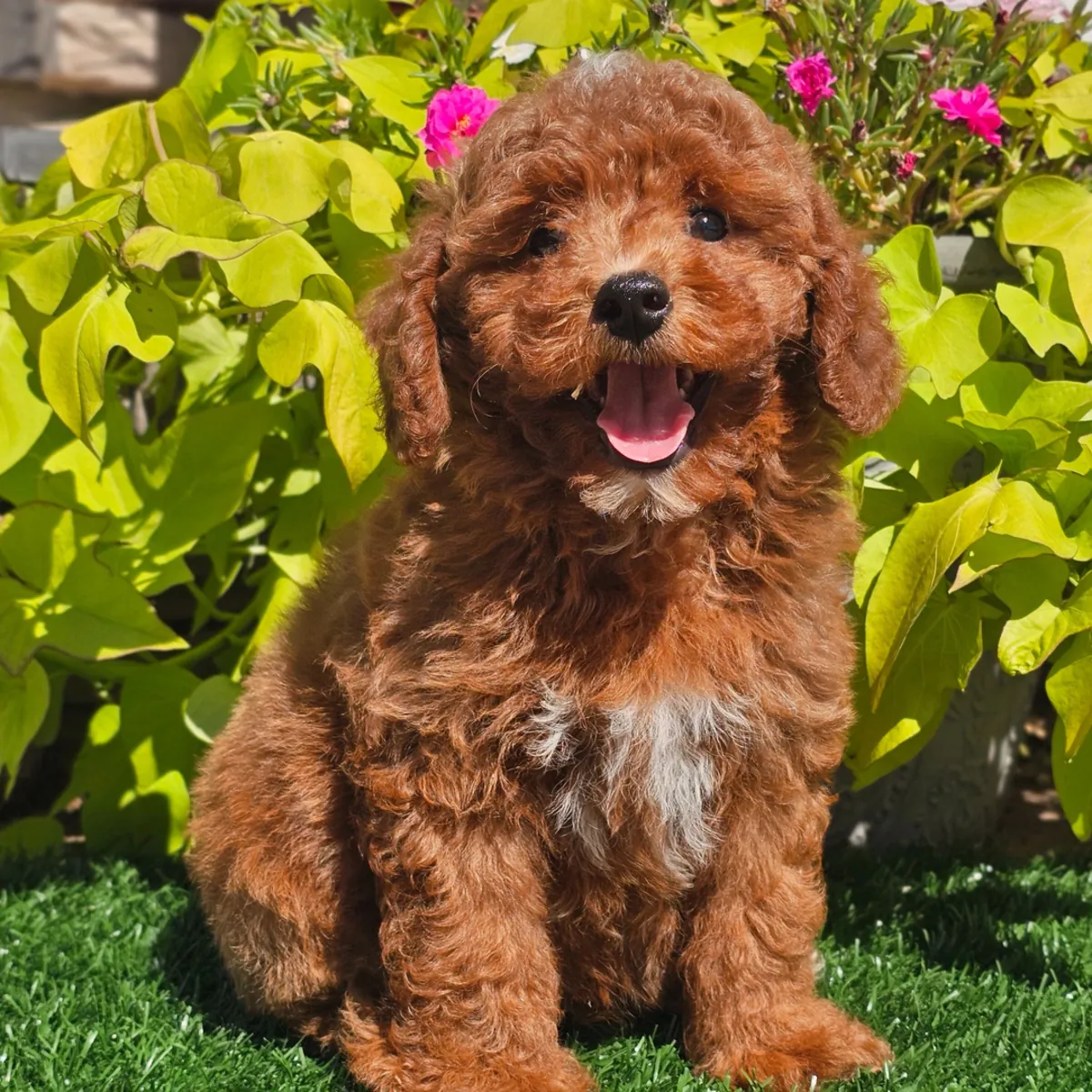 Poodle Yavru