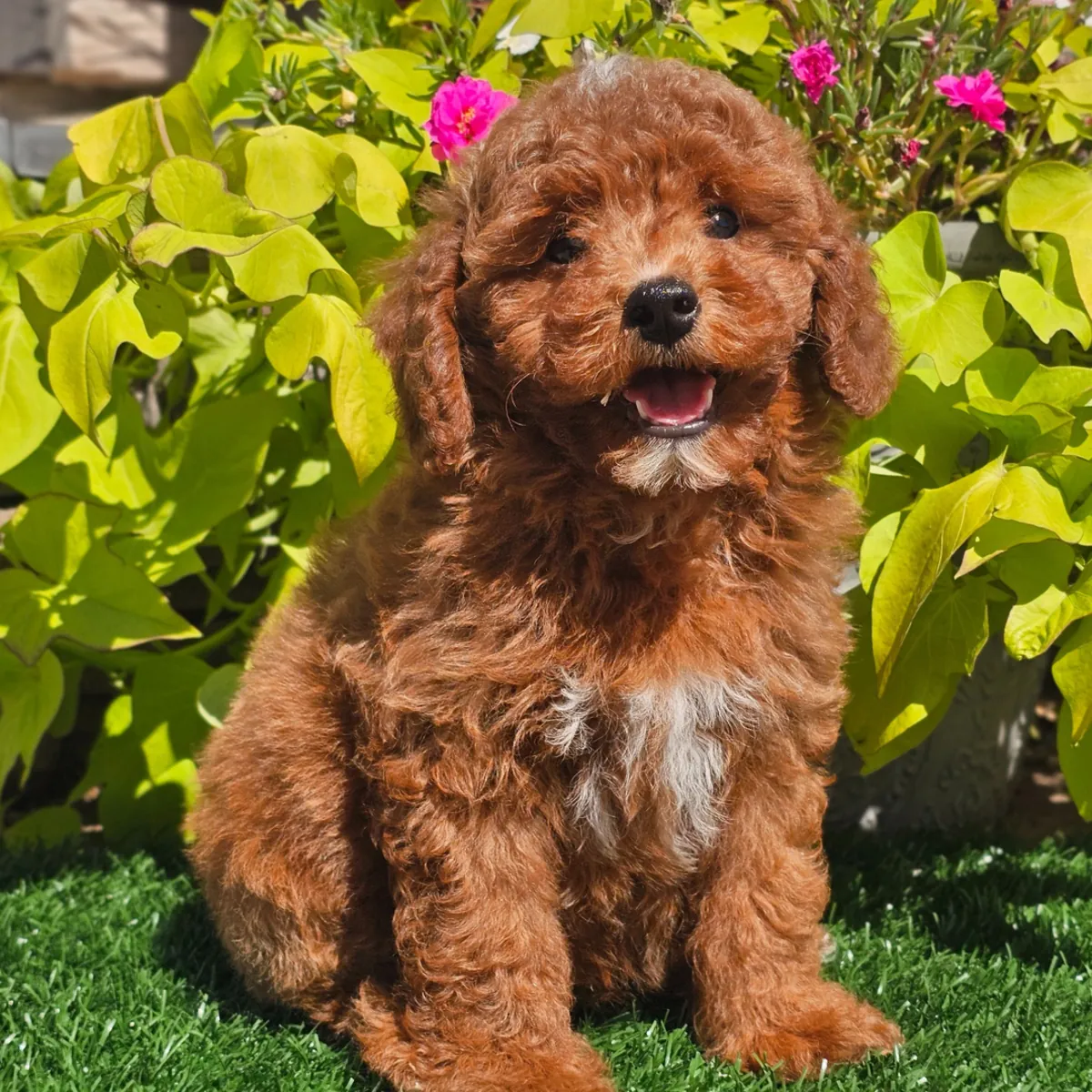 Poodle Yavru