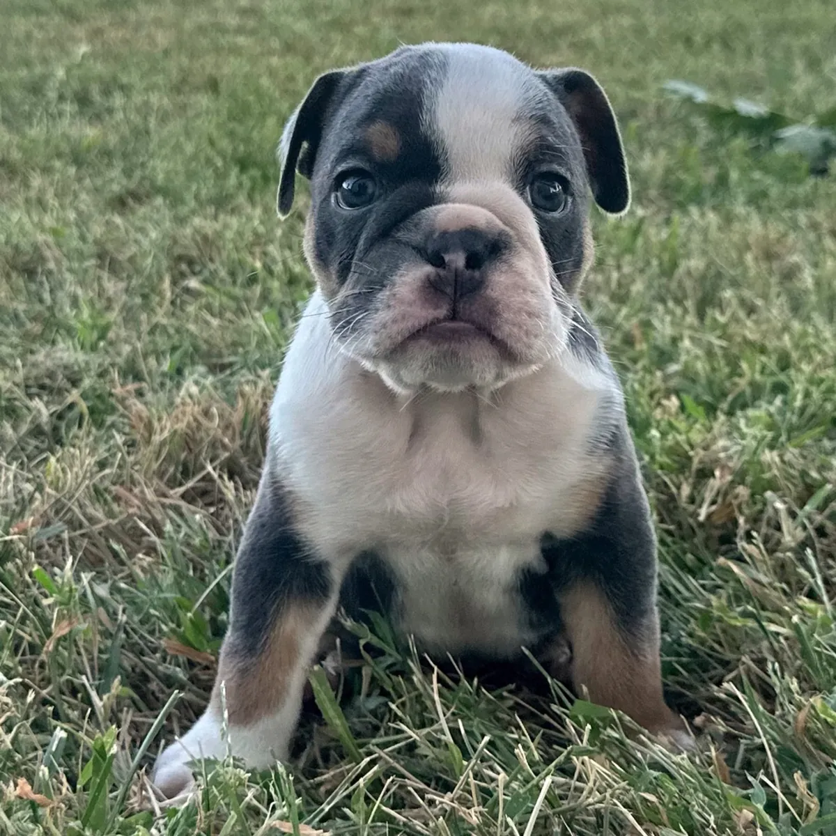 Bulldog Yavru