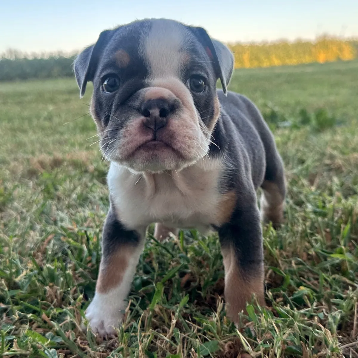 Bulldog Yavru