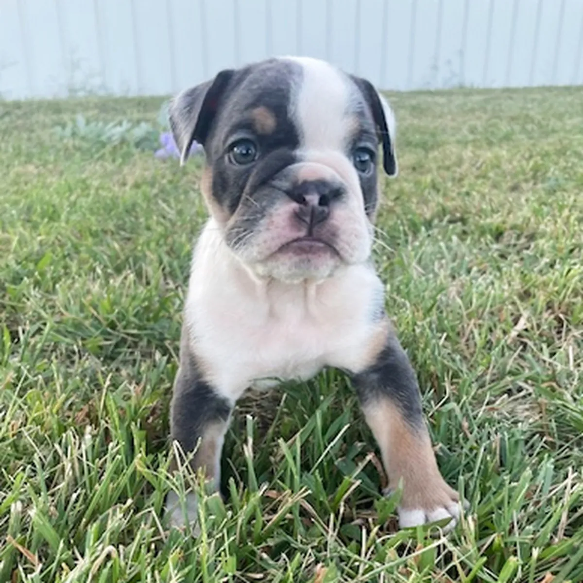 Bulldog Yavru