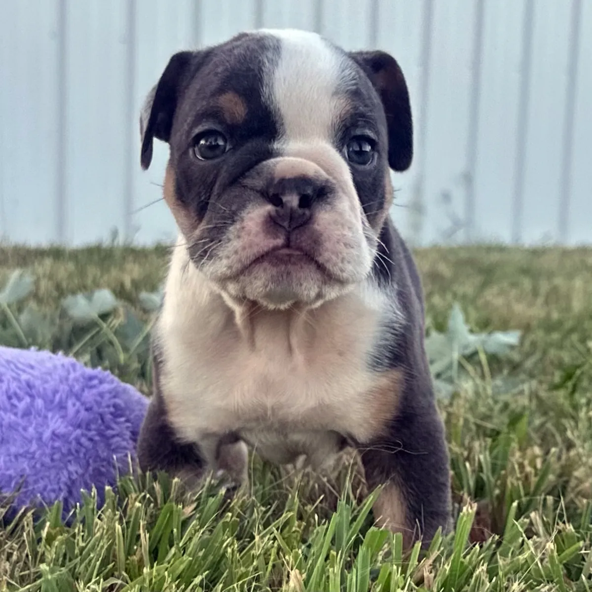 Bulldog Yavru