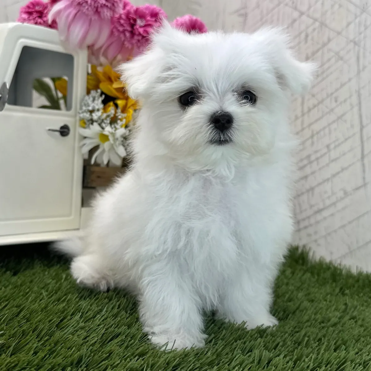 Maltese Yavru