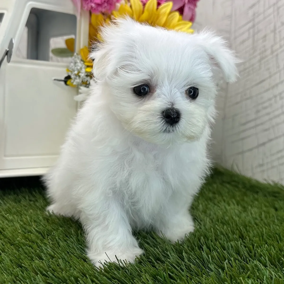 Maltese Yavru