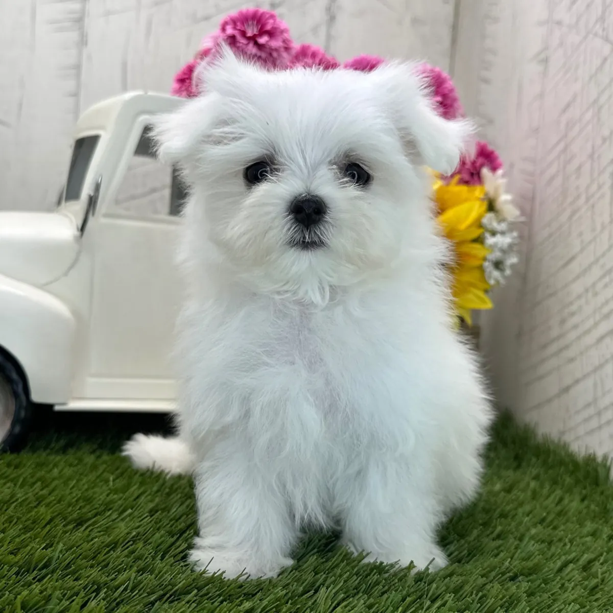 Maltese Yavru