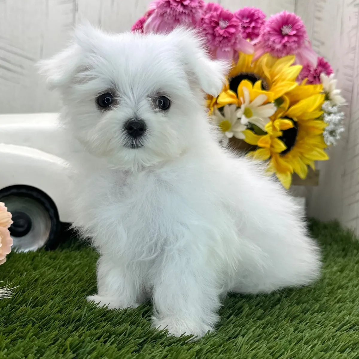 Maltese Yavru