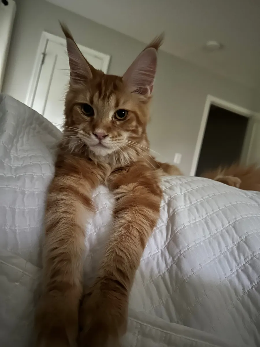 🐾 缅因猫出售 🐾