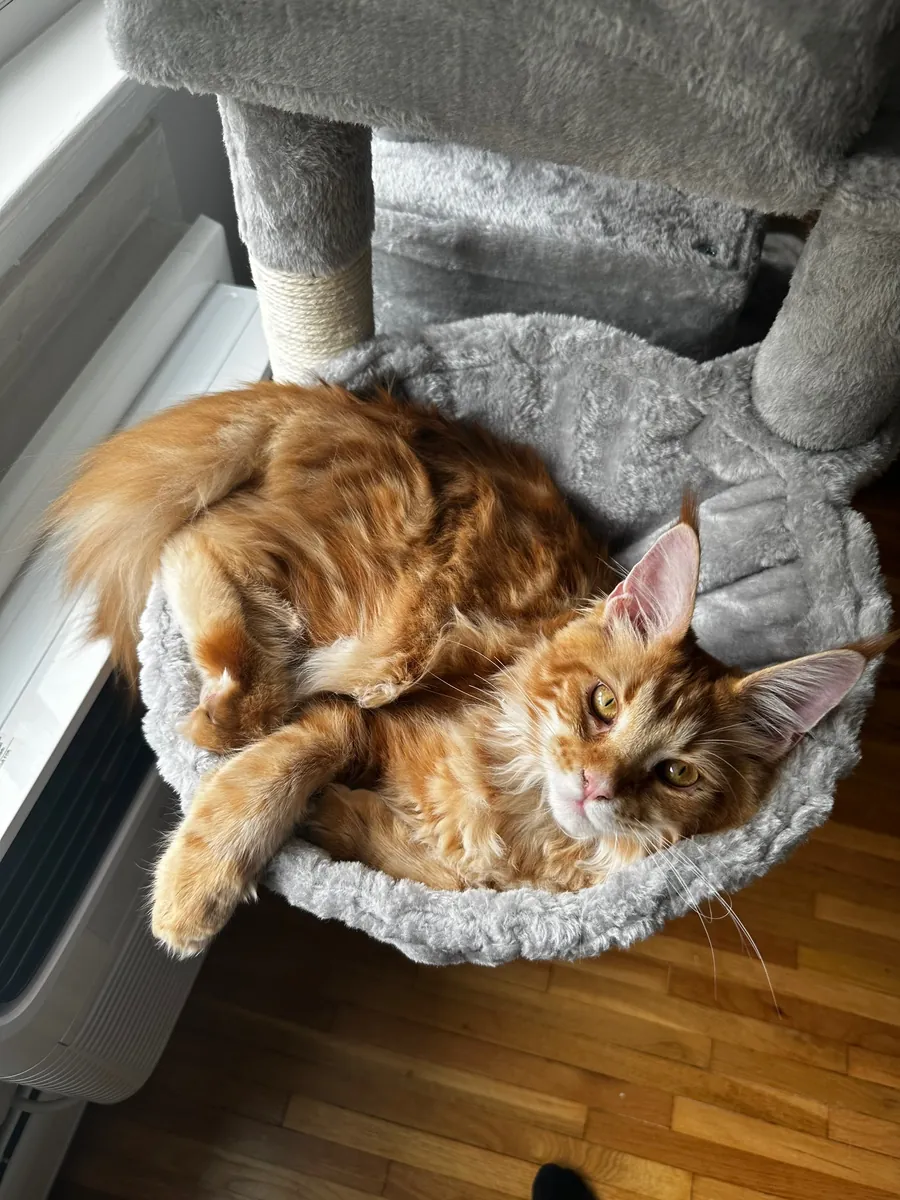 🐾 缅因猫出售 🐾