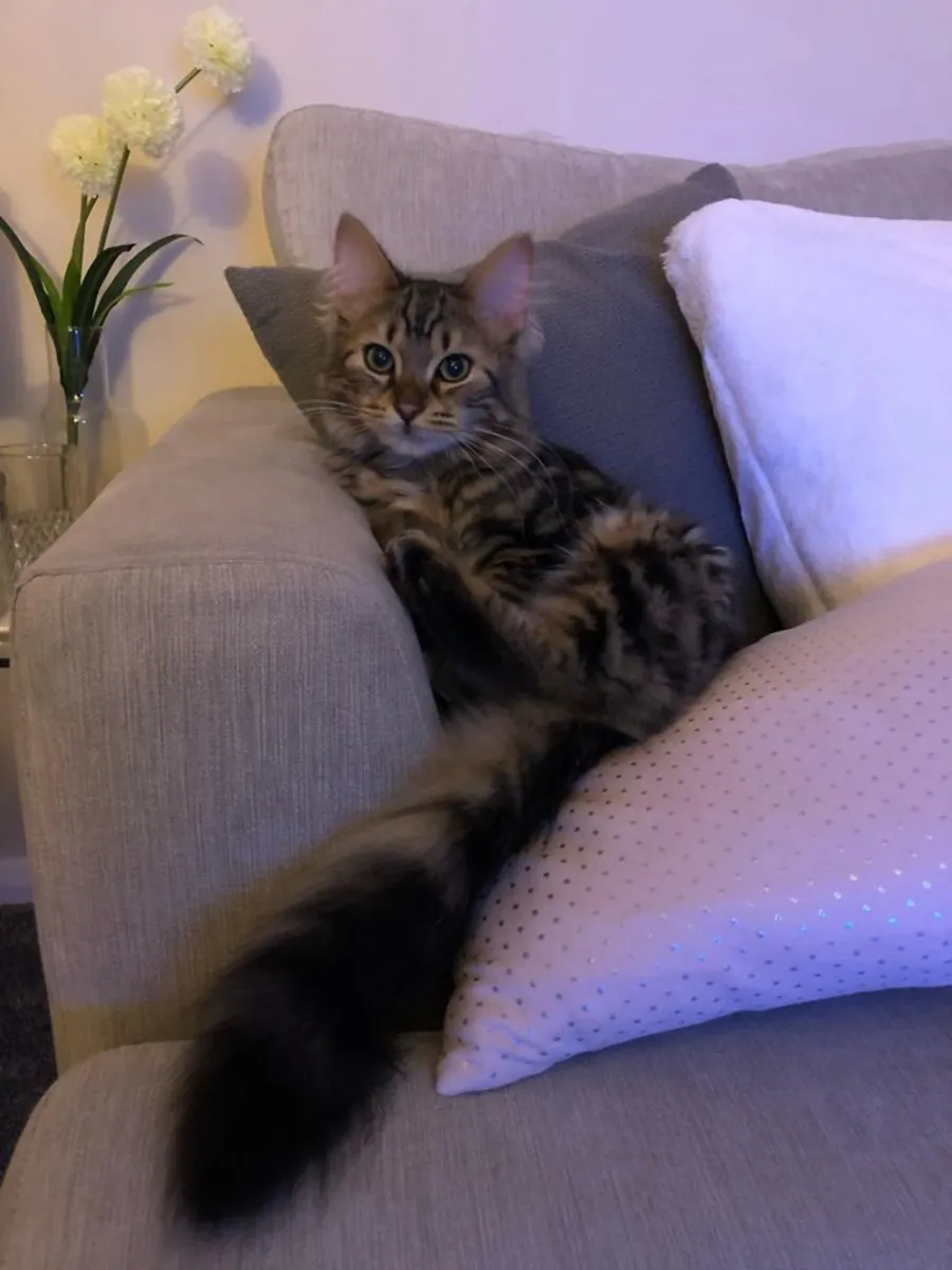 🐆🐱 孟加拉猫出售 🐱🐆