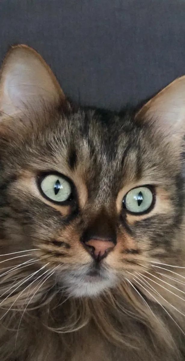 🐆🐱 孟加拉猫出售 🐱🐆