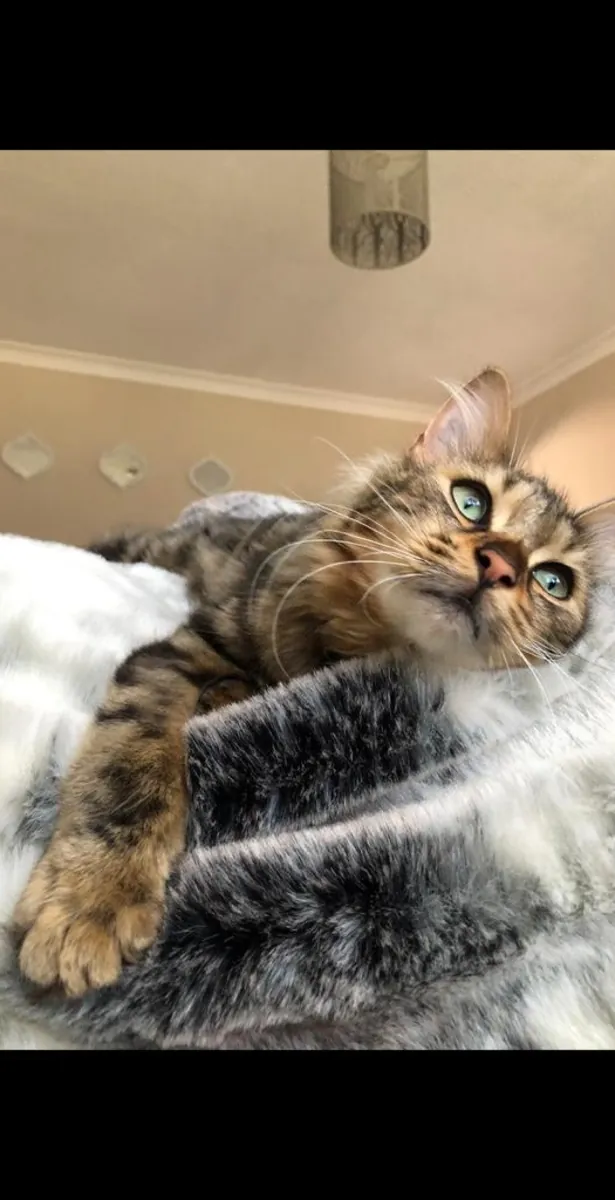 🐆🐱 孟加拉猫出售 🐱🐆