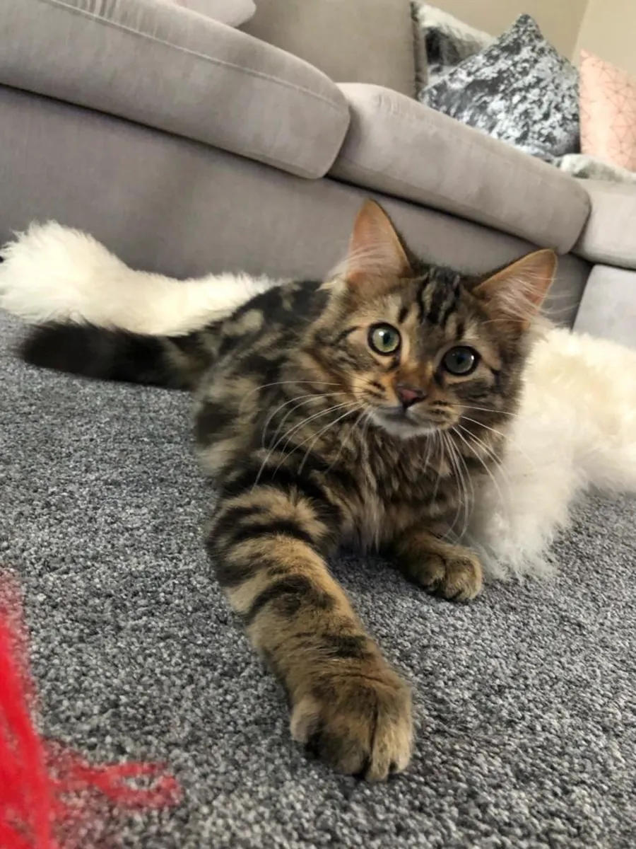 🐆🐱 孟加拉猫出售 🐱🐆