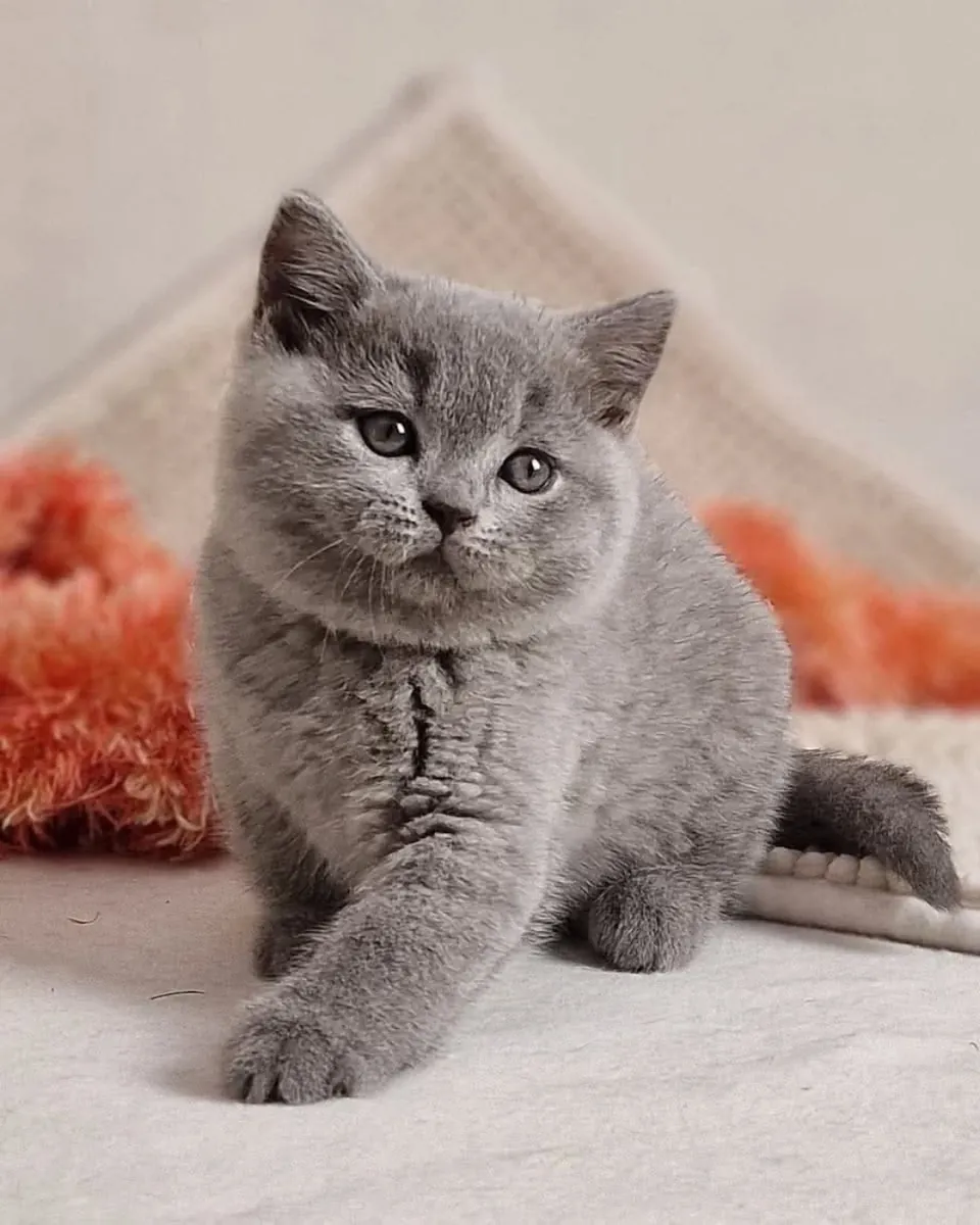 🐱 英国短毛猫出售 🐱