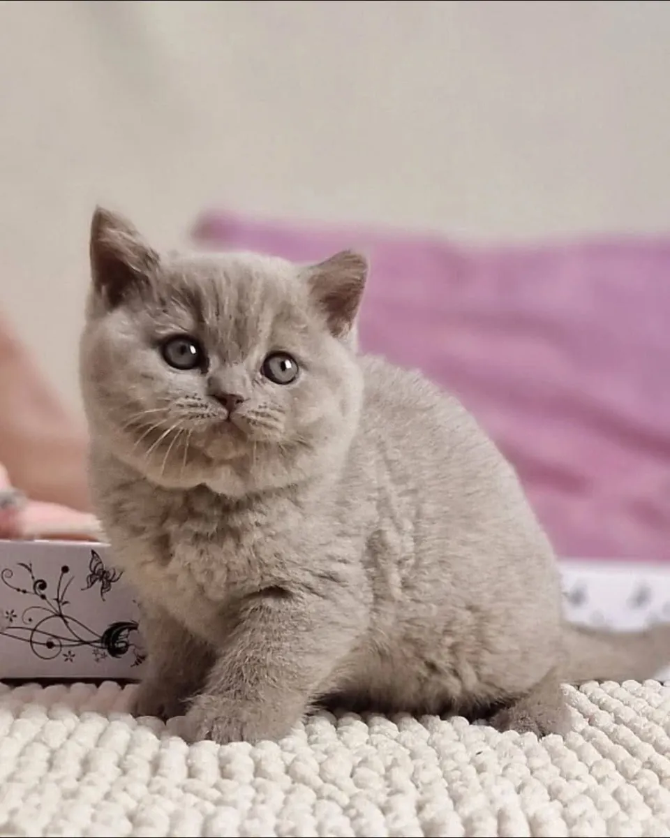 🐱 英国短毛猫出售 🐱