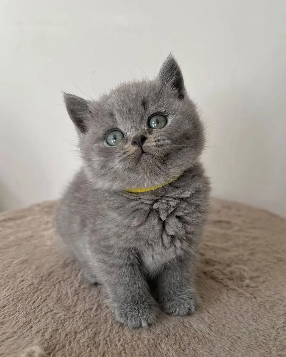 🐱 英国短毛猫出售 🐱