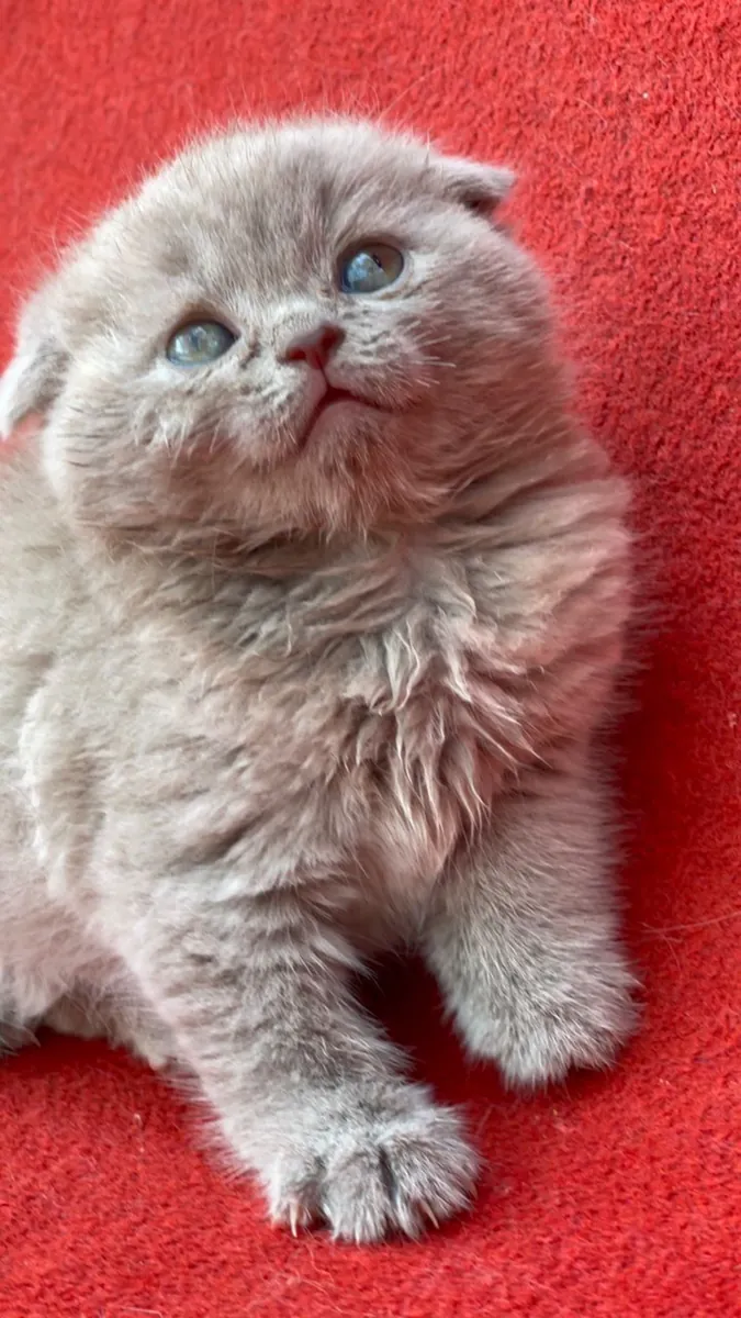 🐱 英国短毛猫出售 🐱
