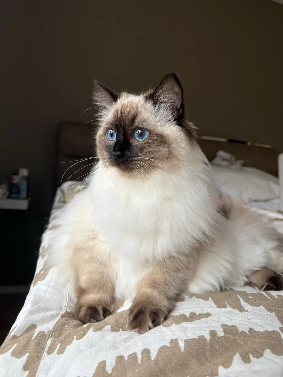 🐱💙 美丽的布偶猫出售 💙🐱