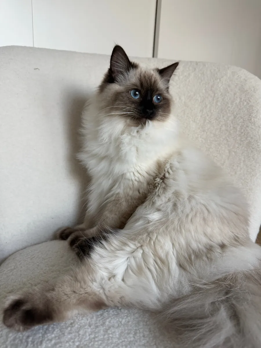 🐱💙 美丽的布偶猫出售 💙🐱