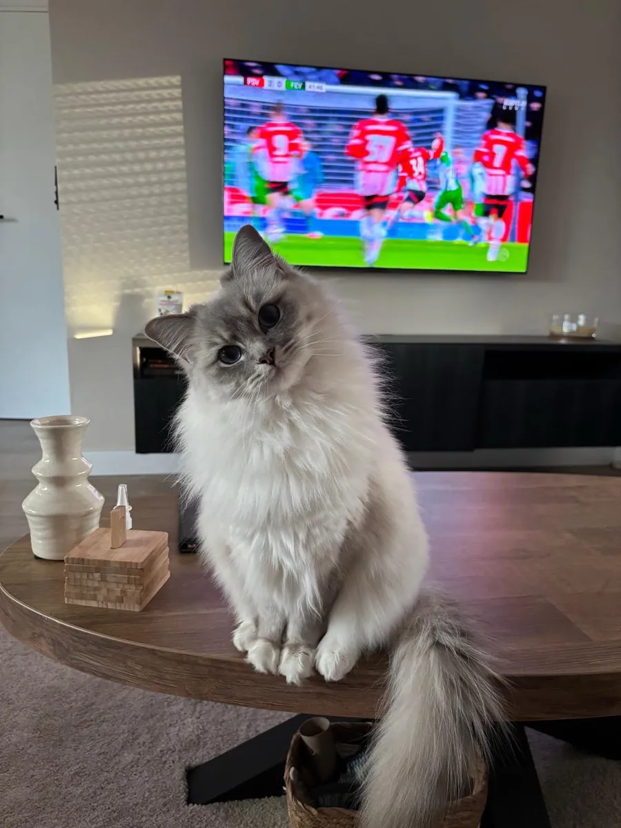 🐱💙 美丽的布偶猫出售 💙🐱