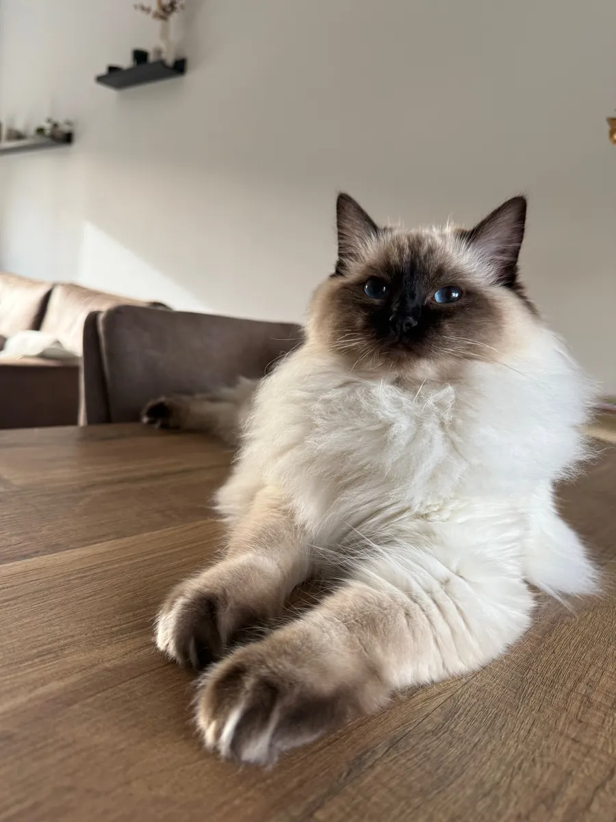 🐱💙 美丽的布偶猫出售 💙🐱