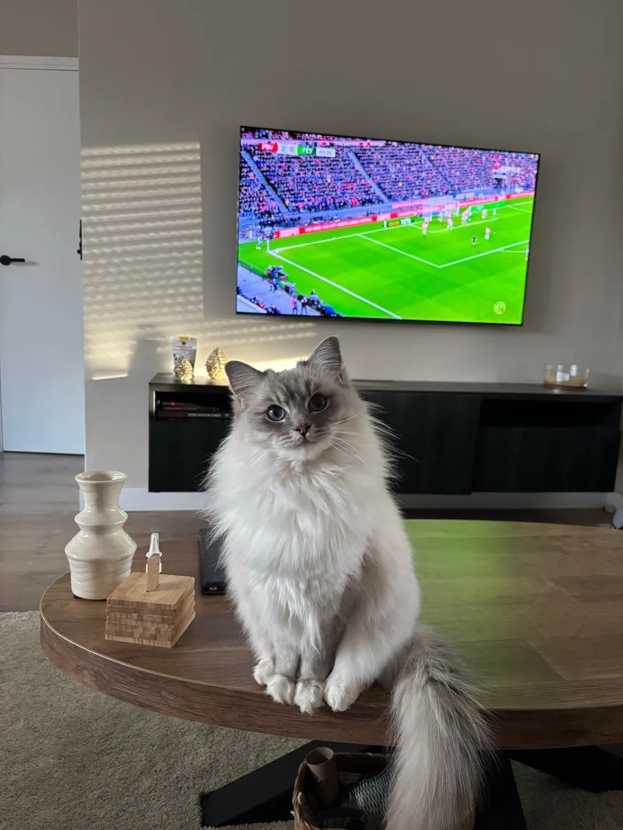 🐱💙 美丽的布偶猫出售 💙🐱
