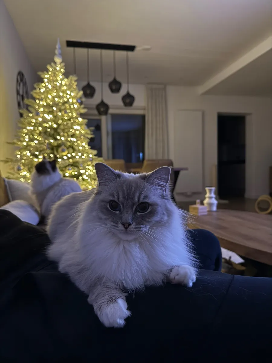 🐱💙 美丽的布偶猫出售 💙🐱