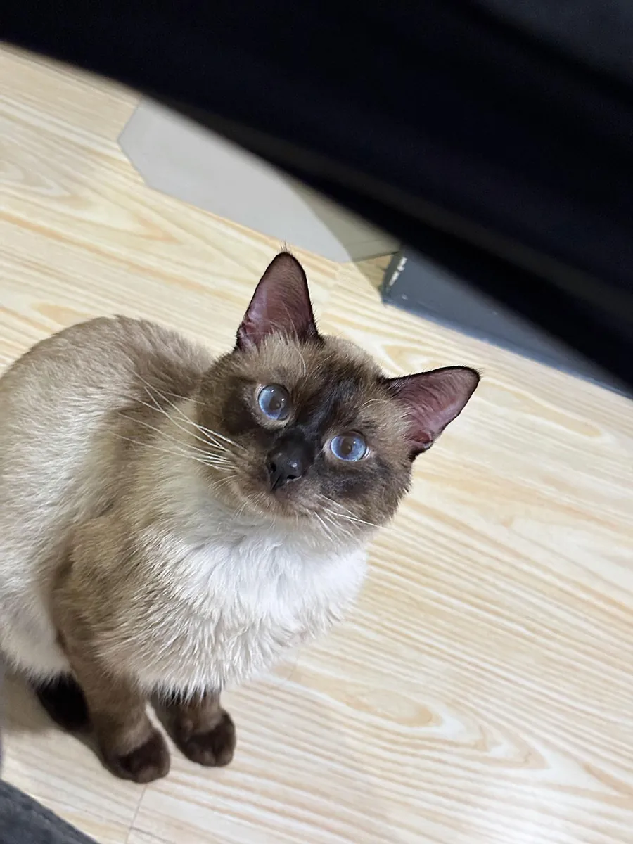 🐱💙 出售暹罗猫 💙🐱