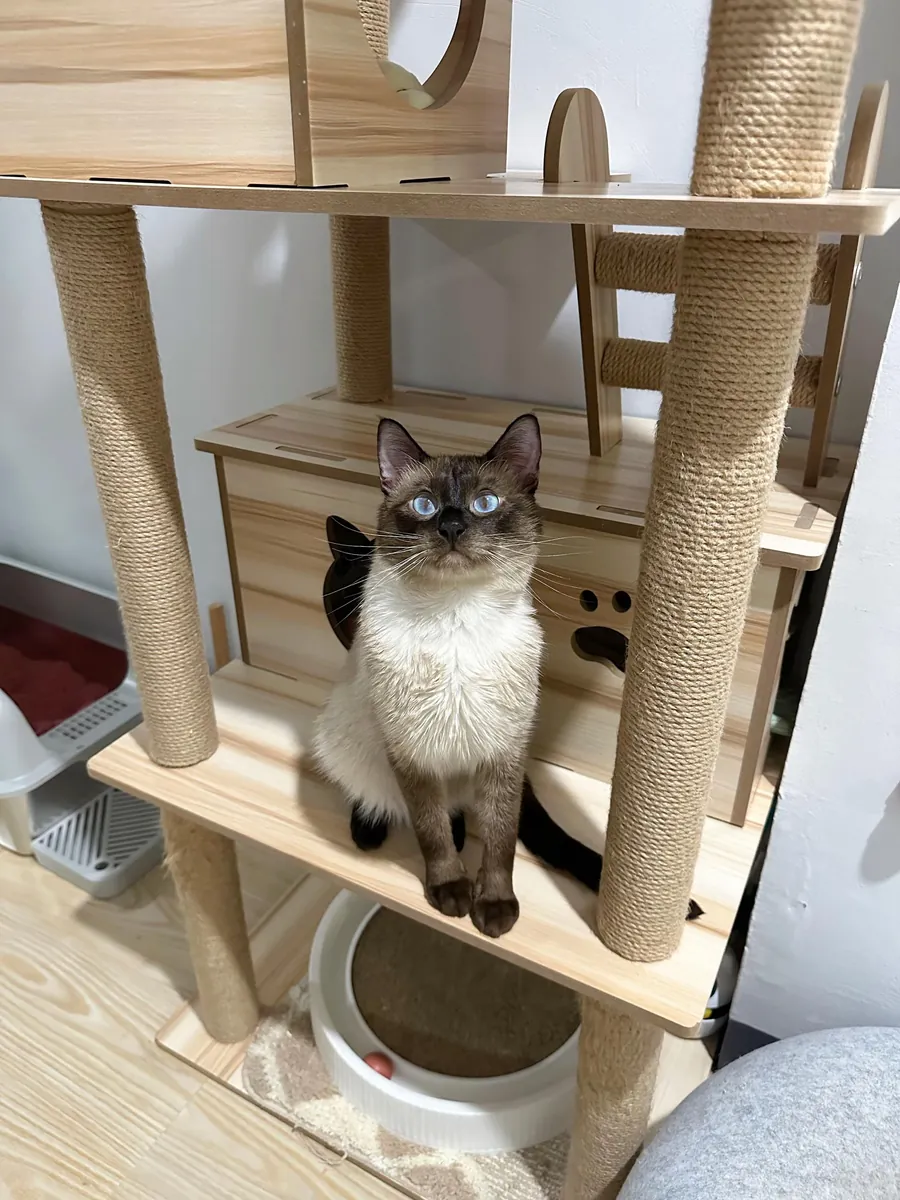 🐱💙 出售暹罗猫 💙🐱