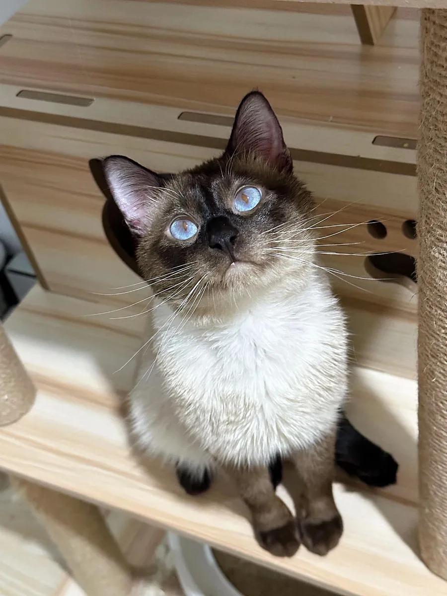 🐱💙 出售暹罗猫 💙🐱