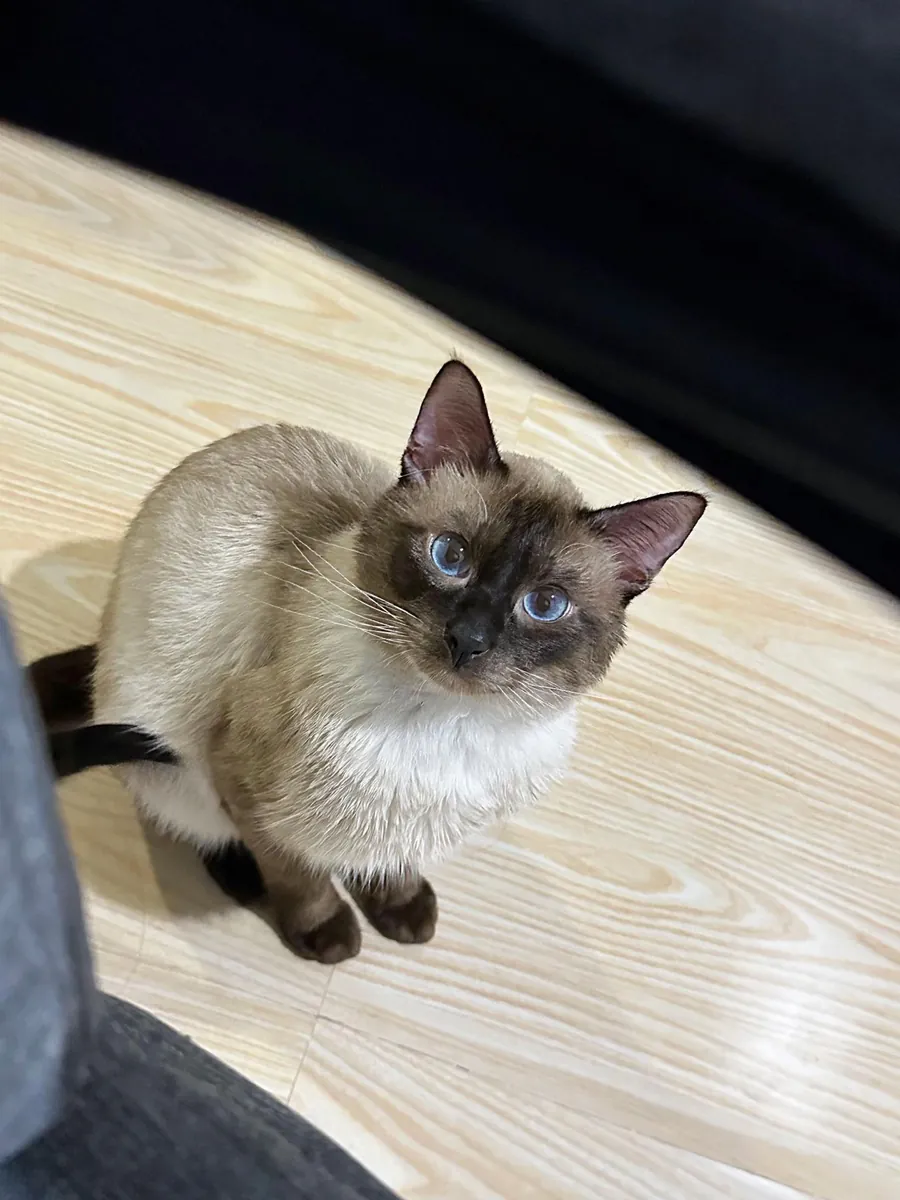 🐱💙 出售暹罗猫 💙🐱
