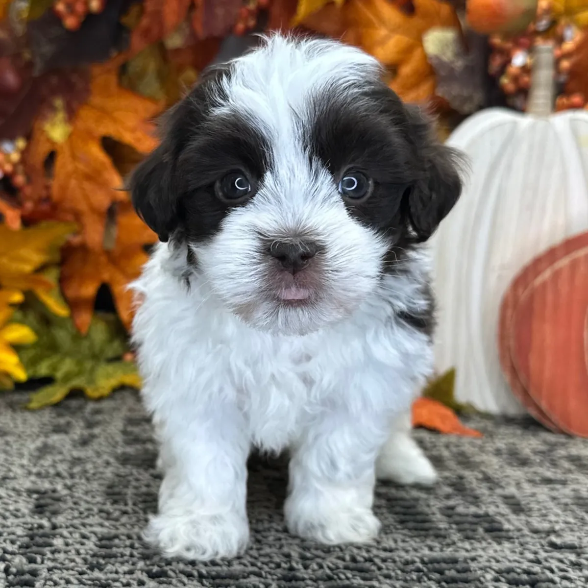 Havanese Yavruları